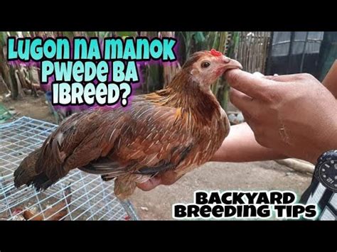 naglulugon na manok
